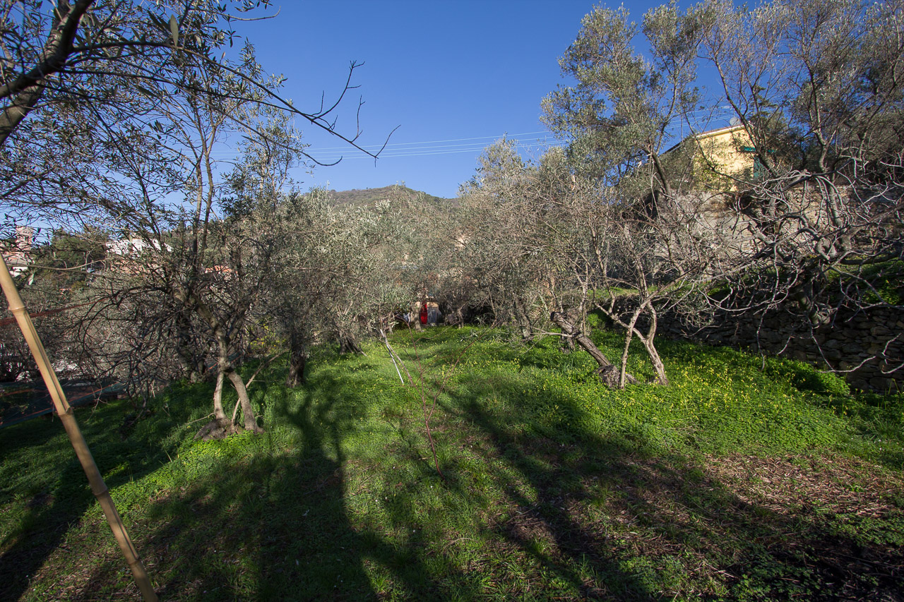 Terreno